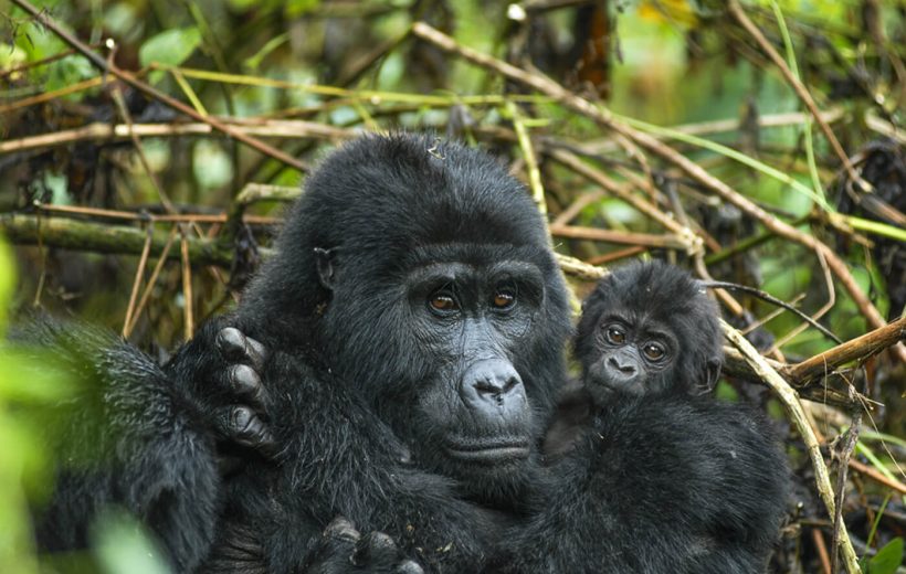 Bwindi Forest Gorilla Trek/Cultural Experience/Kigali City Tour