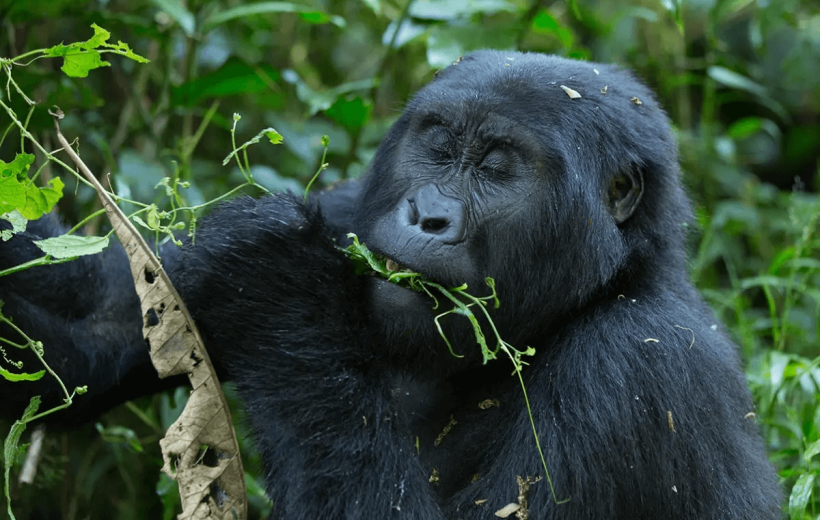 9 Days Gorilla Trekking Safari