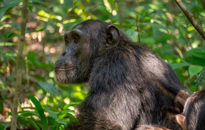 5 days Primate Experience (Chimpanzees and Gorillas)