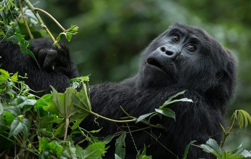 10 Days Gorilla Tracking Safari