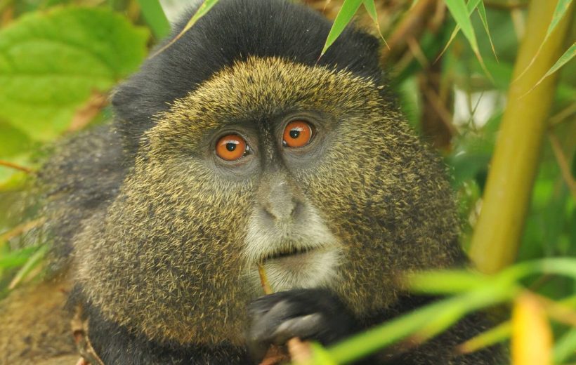 Kigali City Tour/Gorilla & Golden Monkeys Trek/Cultural Experience