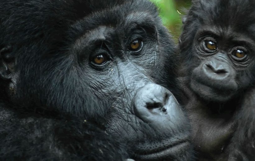3 Days Uganda Gorilla safari in Bwindi Impenetrable National Park