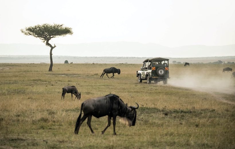 Discover Kenya Safari, Sweetwaters, Samburu, Mount Kenya, Lake Nakuru, Masai Mara Safari